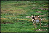 Pronghorn Antelope bull and cow. Wind Cave National Park, South Dakota, USA. (color)