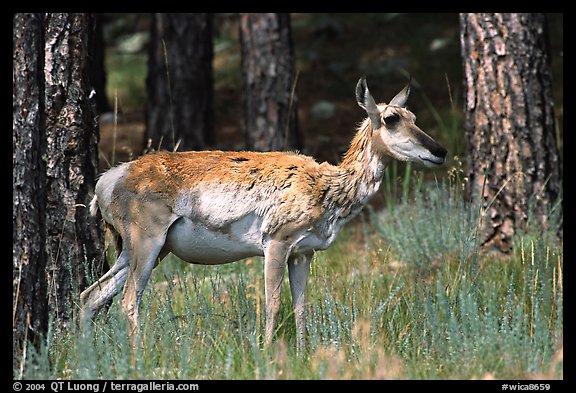 Pronghorn Antelope in pine forest. Wind Cave National Park (color)
