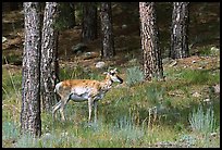 Pronghorn Antelope in pine forest. Wind Cave National Park, South Dakota, USA.