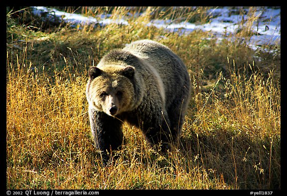 Grizzly bear. Yellowstone National Park