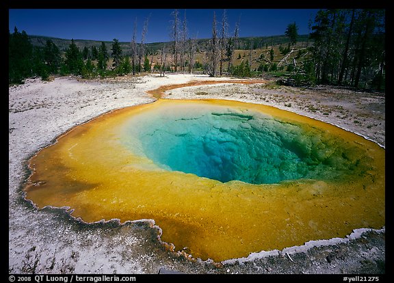 Raibow colored Morning Glory Pool. Yellowstone National Park, Wyoming, USA.
