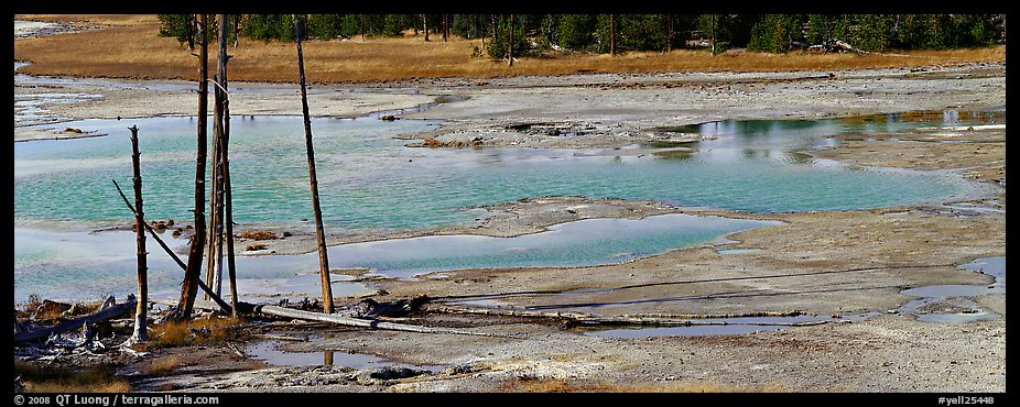 Thermal pond and dead trees. Yellowstone National Park (color)