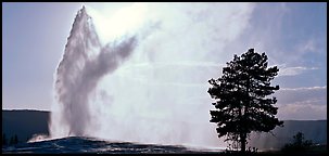 Old Faithful geyser and tree. Yellowstone National Park, Wyoming, USA.
