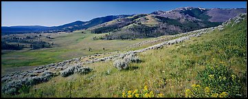 Mountain slopes with wildflowers. Yellowstone National Park, Wyoming, USA.