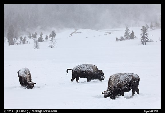 Snow-covered bison in winter. Yellowstone National Park (color)