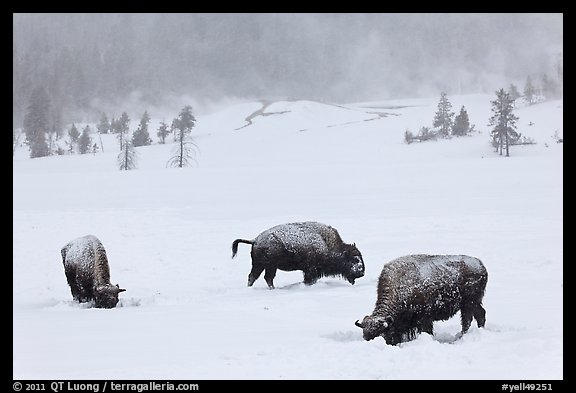 Snow-covered bison in winter. Yellowstone National Park, Wyoming, USA.