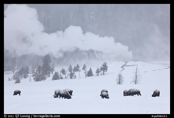 Bison and Lion Geyser in winter. Yellowstone National Park (color)