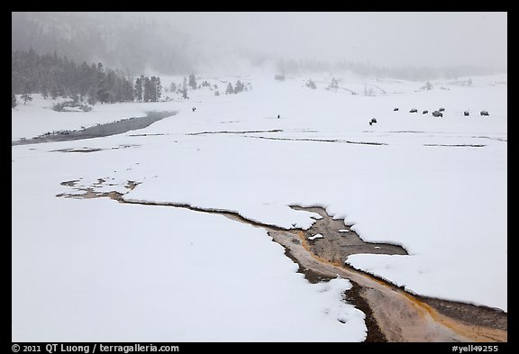 Winter landscape with thermal run-off. Yellowstone National Park, Wyoming, USA.