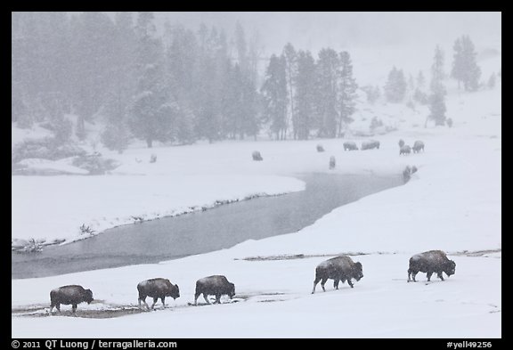 Bison moving in single file next to Firehole river, winter. Yellowstone National Park (color)