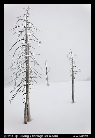 Tree skeletons in winter. Yellowstone National Park, Wyoming, USA.