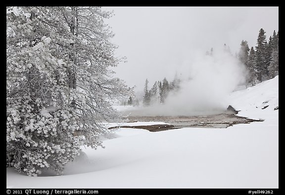Snowy landscape with distant thermal pool. Yellowstone National Park, Wyoming, USA.