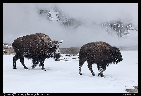 Two American bisons in winter. Yellowstone National Park, Wyoming, USA.