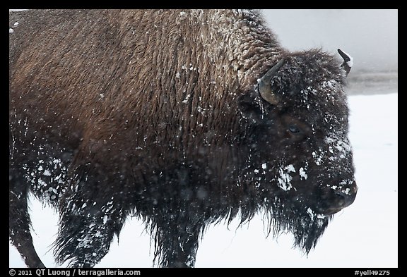 Close view of american buffalo in winter. Yellowstone National Park (color)