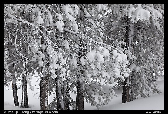 Snow-covered branches. Yellowstone National Park, Wyoming, USA.