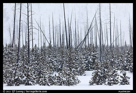 Sapplings and burned trees in winter. Yellowstone National Park, Wyoming, USA.