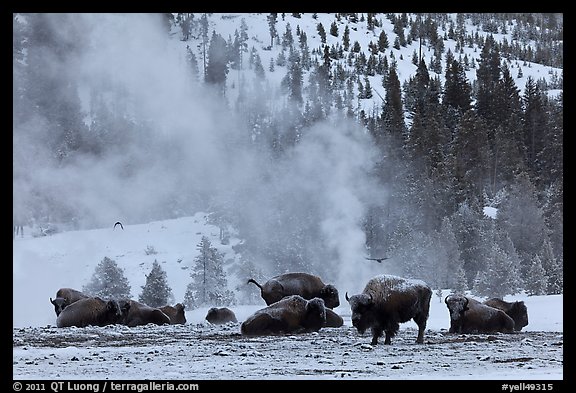 Bisons with thermal plume behind in winter. Yellowstone National Park (color)