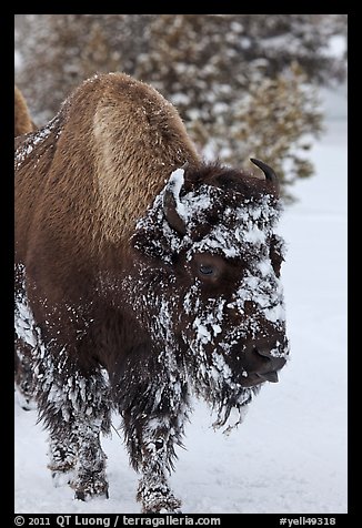 American bison with snow sticking on face. Yellowstone National Park, Wyoming, USA.