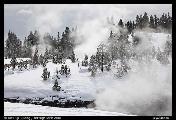 Steam and forest in winter. Yellowstone National Park, Wyoming, USA.