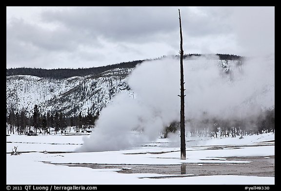 Tree skeleton and thermal steam, Biscuit Basin. Yellowstone National Park, Wyoming, USA.