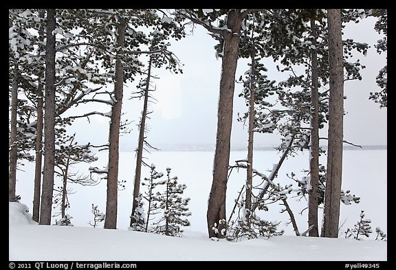 Trees on edge of Lewis Lake in winter. Yellowstone National Park, Wyoming, USA.