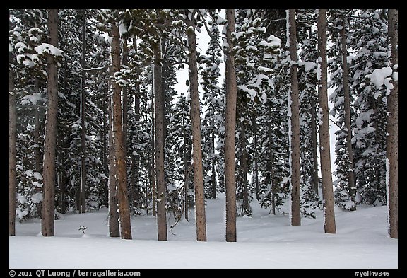 Pine forest in winter. Yellowstone National Park, Wyoming, USA.
