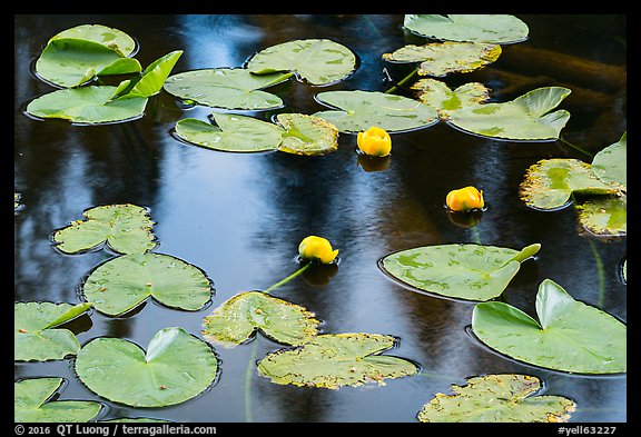 Water lillies in bloom, Isa Lake. Yellowstone National Park (color)