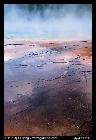 Microbial mat and steam, Grand Prismatic Springs. Yellowstone National Park (color)