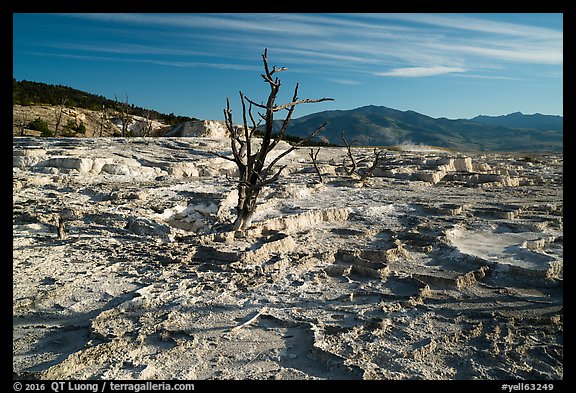 Dead trees and Main Terrace, Mammoth Hot Springs. Yellowstone National Park (color)