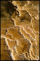 Detail of travertine terraces, Mammoth Hot Springs. Yellowstone National Park ( color)