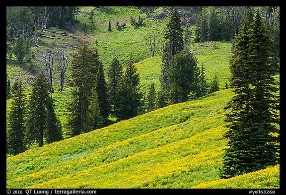Slopes with wildflowers and conifers, Dunraven Pass. Yellowstone National Park (color)