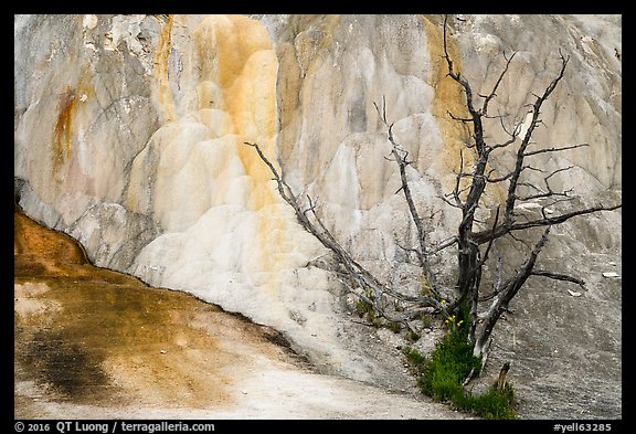 Dead tree, Orange Spring Mound, Mammoth Hot Springs. Yellowstone National Park (color)
