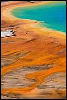 Vivid colors of microbial mats around Grand Prismatic Spring. Yellowstone National Park ( color)