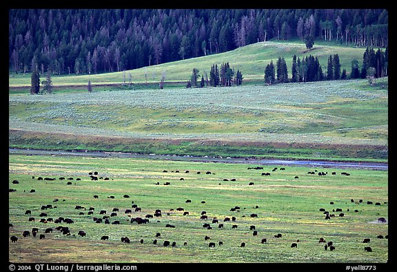 Buffalo herd in Lamar Valley, dawn. Yellowstone National Park (color)