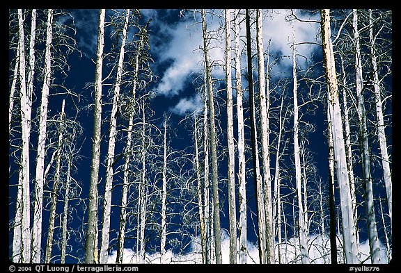 Bright trees in burned forest and clouds. Yellowstone National Park (color)