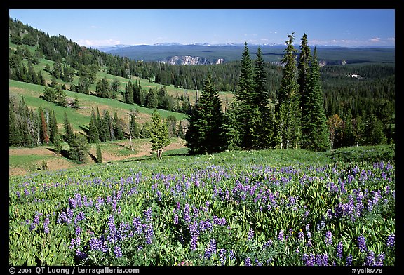 Lupines at Dunraven Pass, Grand Canyon of the Yellowstone in the background. Yellowstone National Park (color)