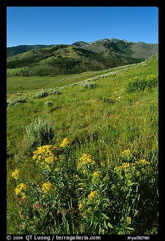Yellow flowers on slope below Mt Washburn, early morning. Yellowstone National Park (color)