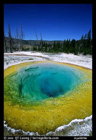Bright colors of morning Glory Pool. Yellowstone National Park, Wyoming, USA.