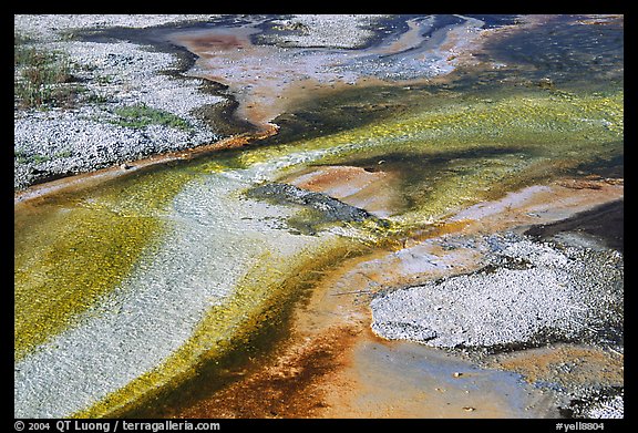 Colorful algaes patterns, Biscuit Basin. Yellowstone National Park, Wyoming, USA.