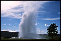 Old Faithful Geyser, afternoon. Yellowstone National Park, Wyoming, USA.