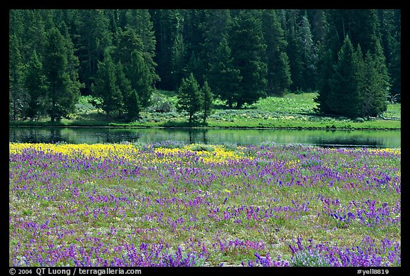 Purple flowers and pine trees. Yellowstone National Park, Wyoming, USA.