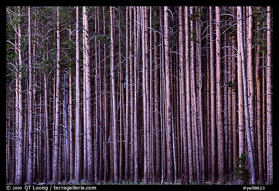 Densely clustered lodgepine tree trunks, dusk. Yellowstone National Park, Wyoming, USA.