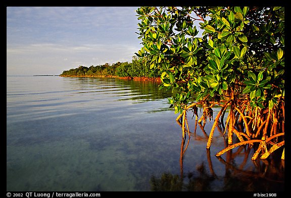 Coastal environment with mangroves,  Elliott Key, sunset. Biscayne National Park, Florida, USA.