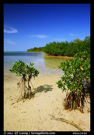 Mangrove shoreline on Elliott Key near the harbor, afternoon. Biscayne National Park (color)