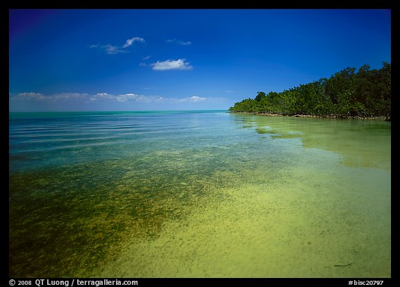 Shoreline and seagrass on Elliott Key near the harbor. Biscayne National Park (color)