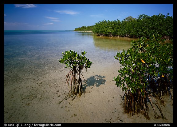 Depositional coastal environment with mangrove on Elliott Key, afternoon. Biscayne National Park (color)