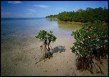Depositional coastal environment with mangrove on Elliott Key, afternoon. Biscayne National Park, Florida, USA. (color)