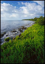 Saltwarts plants on outer coast, morning, Elliott Key. Biscayne National Park, Florida, USA. (color)