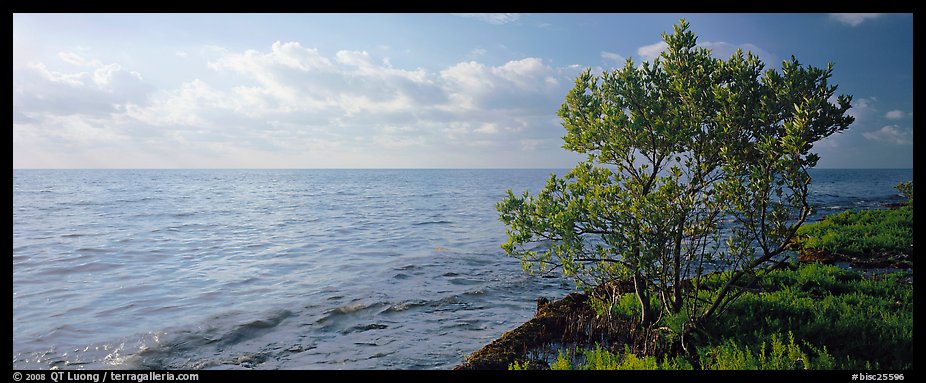 Tree on Atlantic Ocean shore. Biscayne National Park (color)