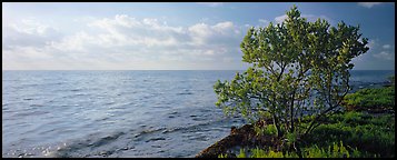 Tree on Atlantic Ocean shore. Biscayne National Park (Panoramic color)