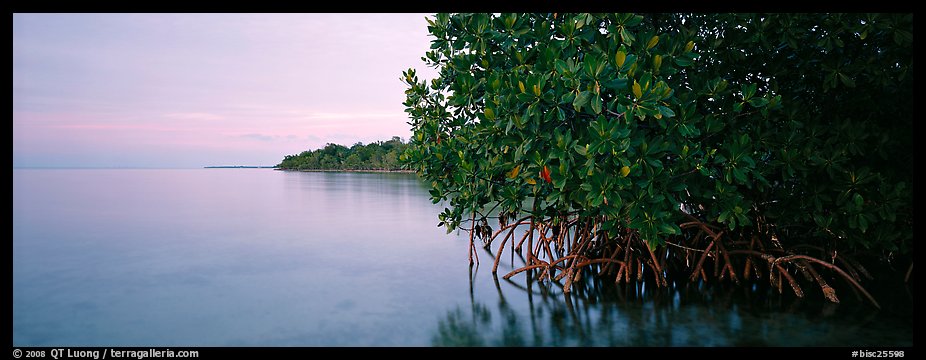 Florida Bay shore at dusk. Biscayne National Park (color)